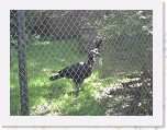 Dierentuin Burgers  Zoo 019 * 3648 x 2736 * (6.27MB)